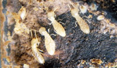 シロアリ等の害虫発生を防ぐ家づくり|石友ホーム