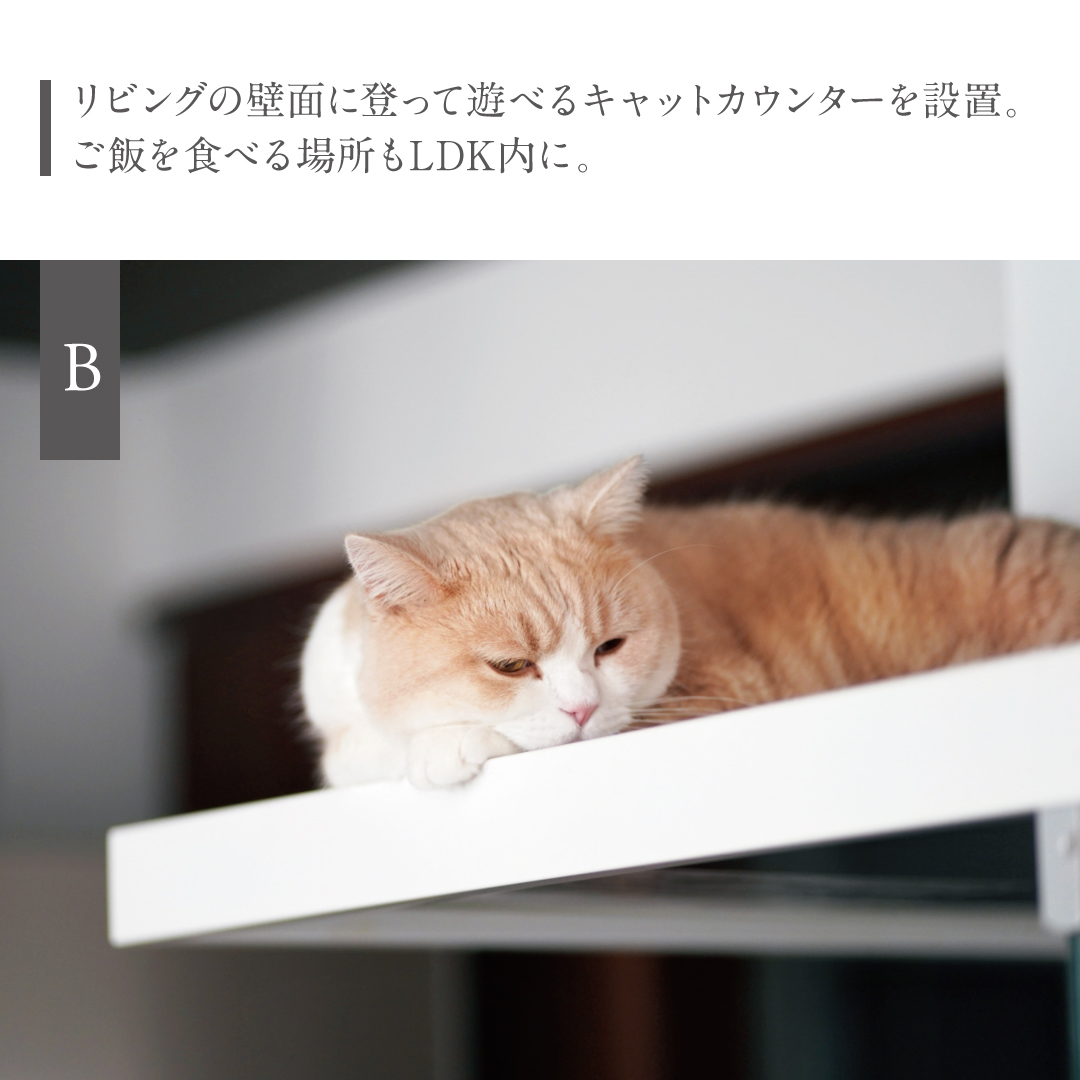 リビングの壁面に登って遊べるキャットカウンターを設置。ご飯を食べる場所もLDK内に